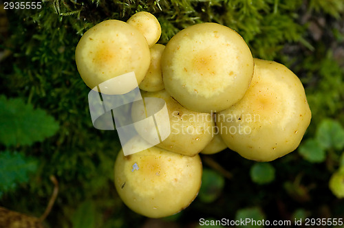 Image of Mushrooms