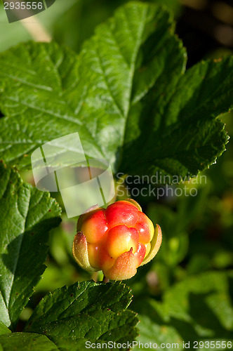 Image of Cloudberry