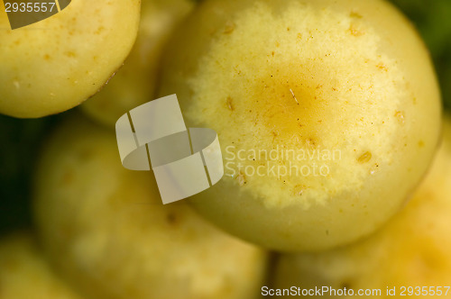 Image of Mushrooms