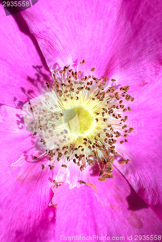 Image of Blossom