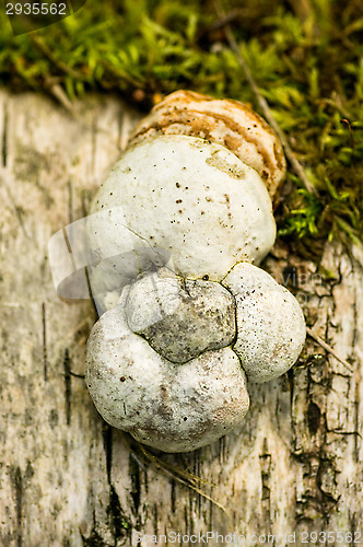 Image of Polypore