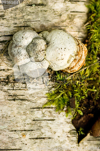 Image of Polypore