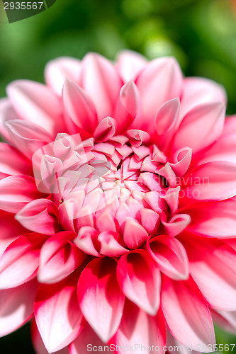 Image of Flower