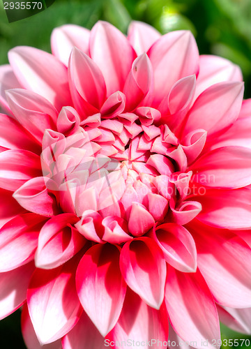 Image of Blossom