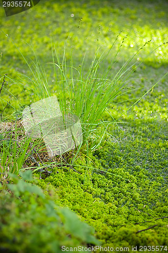 Image of Wetland