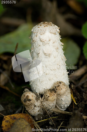 Image of Coprinus