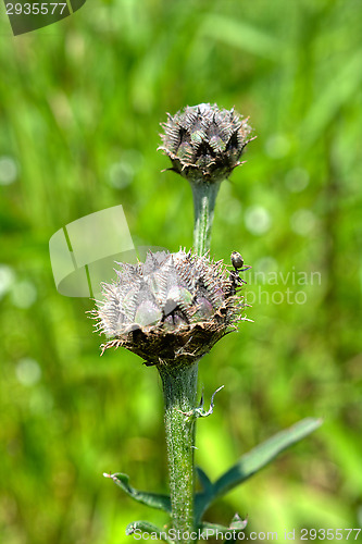 Image of Flowers