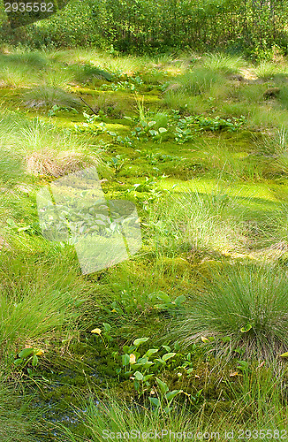 Image of Wetland