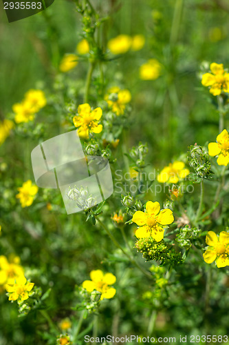Image of Yellow flowers
