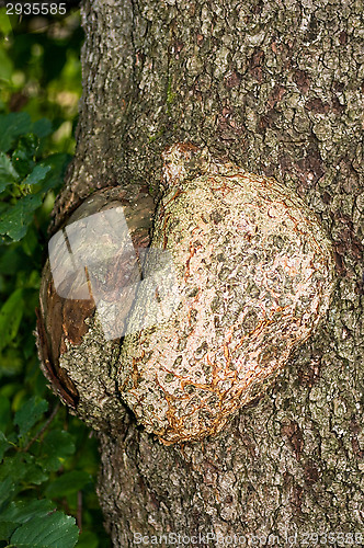 Image of Polypore