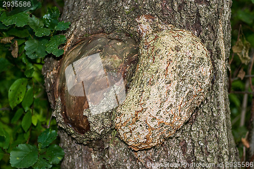 Image of Polypore