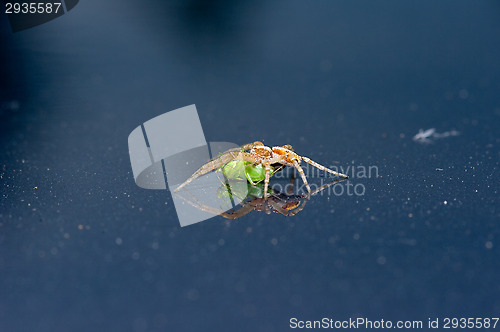 Image of Spider