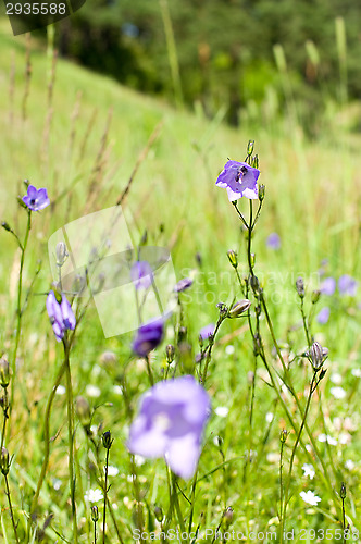 Image of Flowers