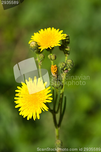 Image of Yellow flowers