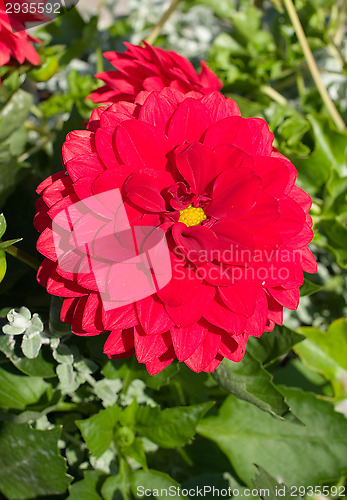 Image of Red flowers