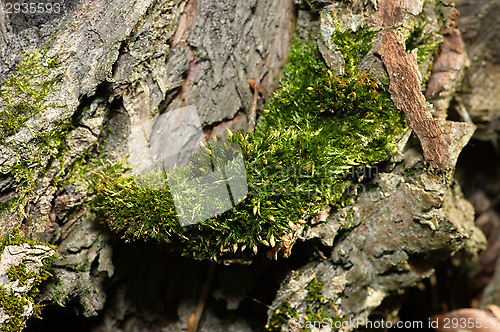 Image of Moss