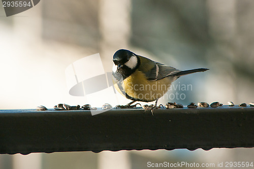 Image of Parus major