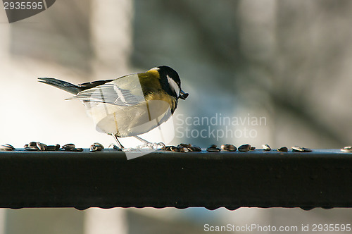 Image of Parus major