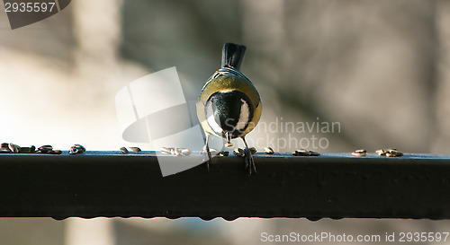 Image of Parus major