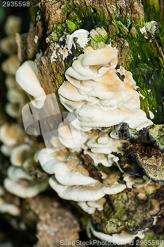 Image of Polypore