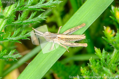 Image of Grasshopper