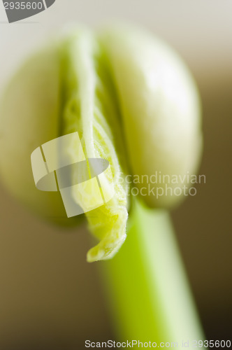 Image of Sprout