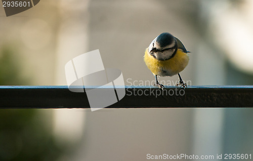 Image of Parus major