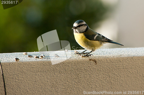 Image of Parus major