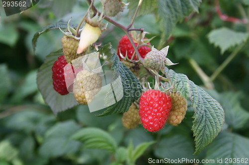Image of Rasberry