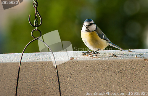 Image of Parus major