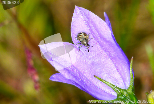 Image of Beetles