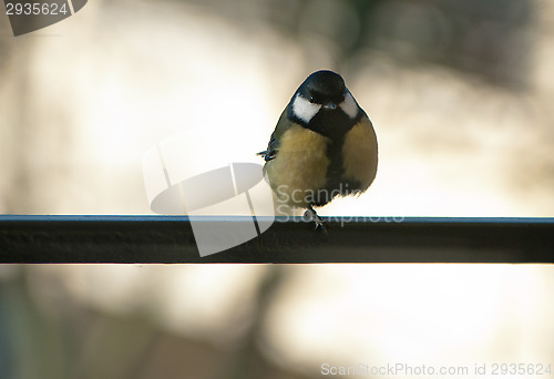 Image of Parus major