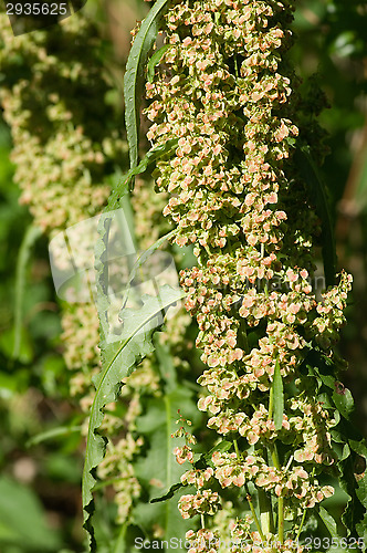 Image of Mugwort