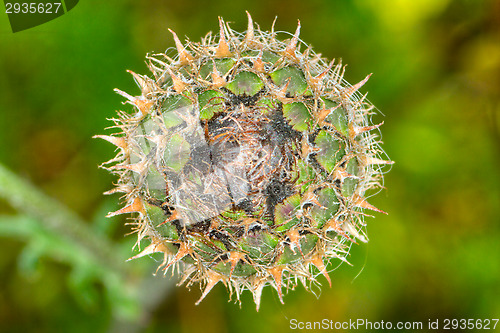 Image of Flower