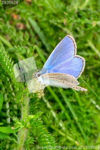 Image of Butterfly