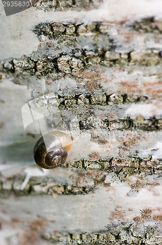 Image of Arianta arbustorum