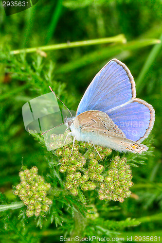 Image of Butterfly