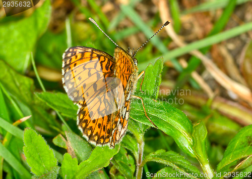 Image of Butterfly