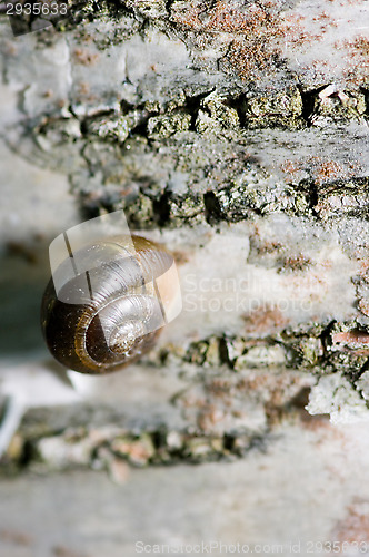 Image of Arianta arbustorum
