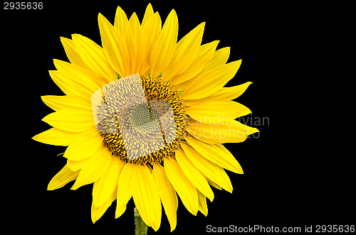 Image of Sunflower