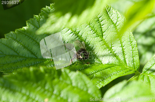 Image of Bee