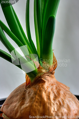 Image of Onion