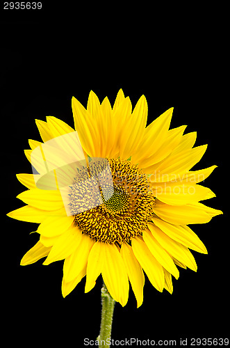 Image of Sunflower