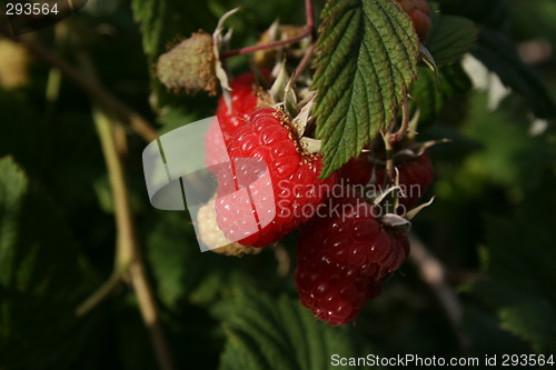 Image of Rasberry