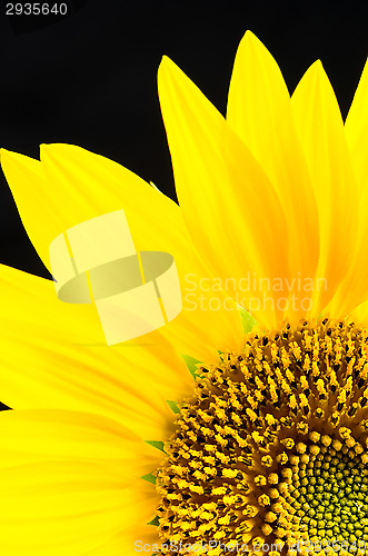 Image of Sunflower