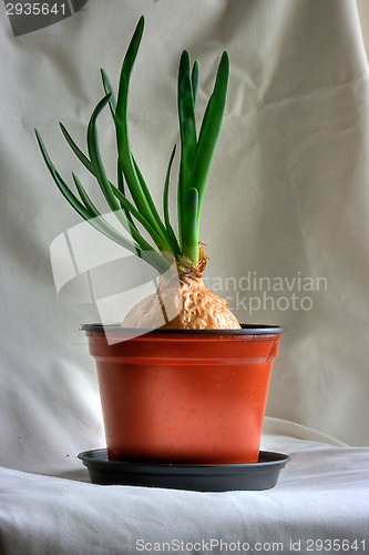 Image of Onion