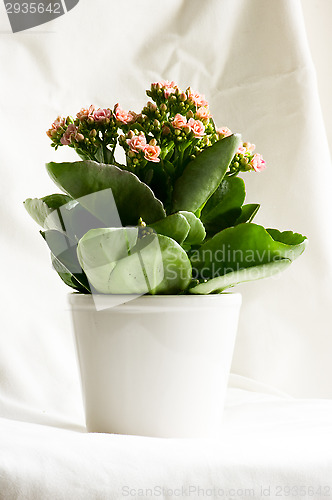 Image of Rose