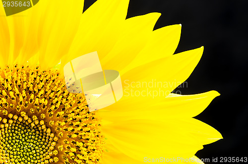 Image of Sunflower