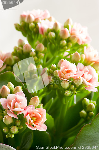 Image of Rose