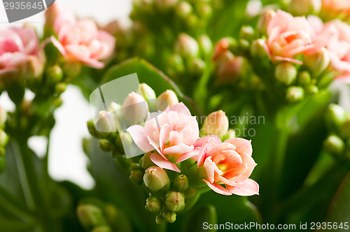 Image of Rose